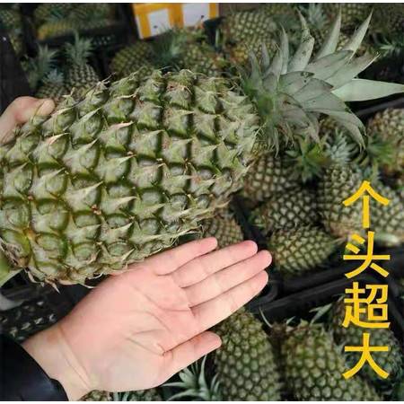 爆甜多汁，金鉆鳳梨大果 來自產(chǎn)地的當(dāng)季新鮮之選