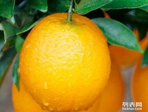 新鮮采摘的原產(chǎn)地汁源 江西信豐臍橙大量批發(fā)，從果園直達(dá)您的掌心